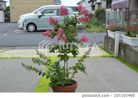 Potted crape myrtle red flower 105183460