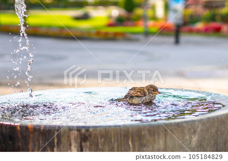 a small bird Sparrow bathing in water of a drinking fountain on a hot sunny day a small bird Sparrow bathing in water of a drinking fountain on a hot sunny day 105184829