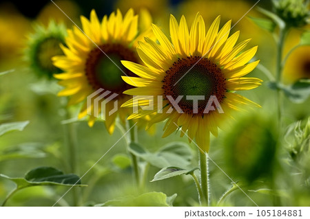Sun flower field 105184881
