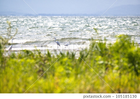 Lake Biwa Summer 2022 Lake Biwa Summer 2022 105185130