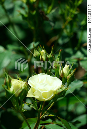 淺綠 玫瑰綠光 1個 105185545