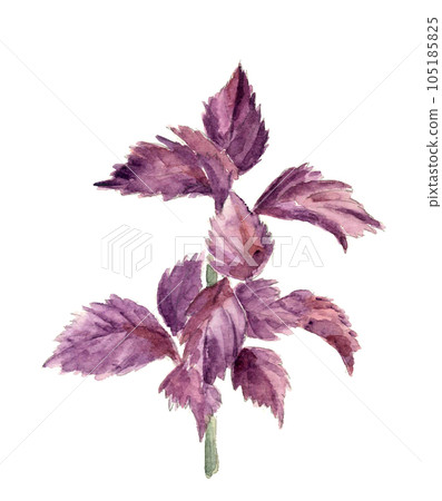 Illustration of red shiso drawn by watercolor White back Transparent background Illustration of red shiso drawn by watercolor White back Transparent background 105185825