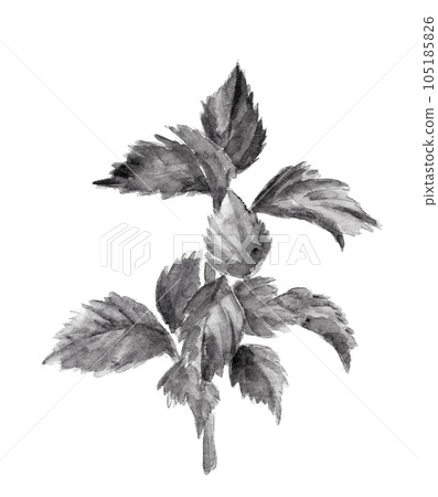 Monotone illustration of shiso drawn in ink painting style watercolor White background Transparent background Monotone illustration of shiso drawn in ink painting style watercolor White background Transparent background 105185826