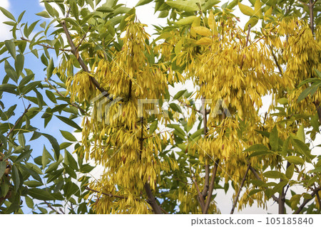 Close-up of the seeds of an ash tree, or European ash tree, or common ash tree, Fraxinus excelsior. Close-up of the seeds of an ash tree, or European ash tree, or common ash tree, Fraxinus excelsior. 105185840
