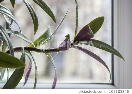 Tradescantia spathacea or a plant called boat lily in water drops on a window Tradescantia spathacea or a plant called boat lily in water drops on a window 105185846
