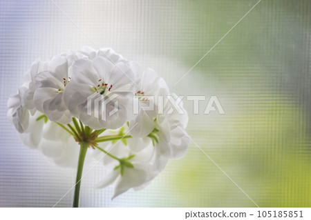 White geranium flowers, white-leaved geranium on the window 105185851