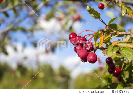 Autumn season. Autumn harvest concept. Autumn rowan berries on a branch. Red berries and leaves Autumn season. Autumn harvest concept. Autumn rowan berries on a branch. Red berries and leaves 105185852