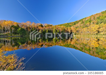 Shinshu Autumn Shiga Kogen White birch yellow leaves of Kido Pond Blue water mirror superb view Shinshu Autumn Shiga Kogen White birch yellow leaves of Kido Pond Blue water mirror superb view 105186085