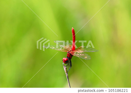 Hachyutombo的男性 105186221