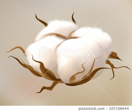 Realistic cotton flower. Fluffy plant with dried soft balls. Organic eco products symbol. Decor elements for packaging and natural textile, wedding cards. Vector 3d isolated botanical illustration 105186644