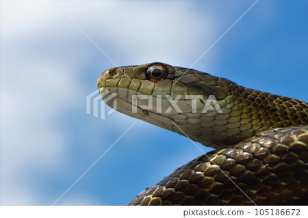 藍色將軍向上 105186672