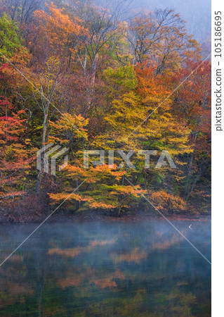 奧入瀨溪流(秋季) 奧入瀨溪流(秋季) 105186695