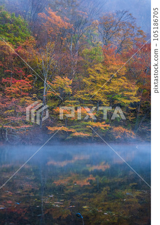 Oirase Stream (Autumn) 105186705