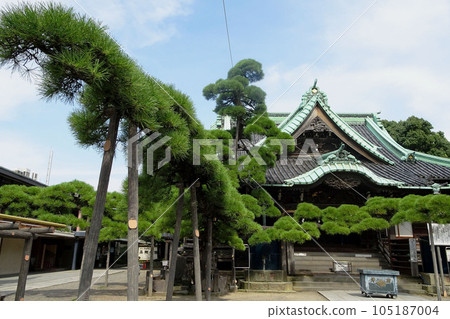 "Zuiryu no Matsu" with a pillar in front of Shakado [Shibamata Taishakuten / Daikyoji Temple] Katsushika Ward, Tokyo 105187004