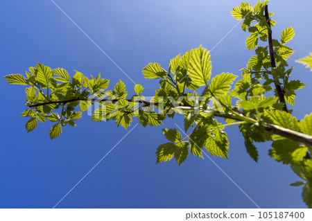 young raspberry shrub with green foliage and flowers young raspberry shrub with green foliage and flowers 105187400