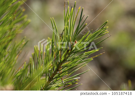 Coniferous pine tree with long needles 105187418
