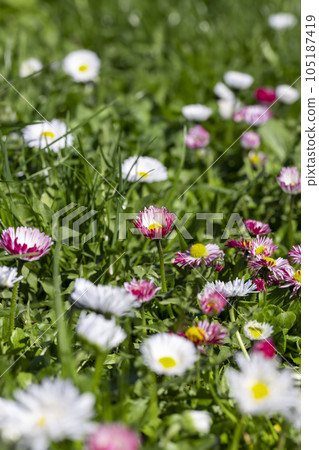 beautiful blooming daisies white and red in spring 105187419