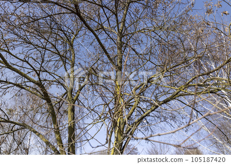 Maple tree branches in the park in spring sunny weather 105187420