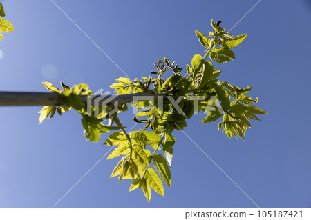 green young foliage and inflorescences on spring walnut trees 105187421