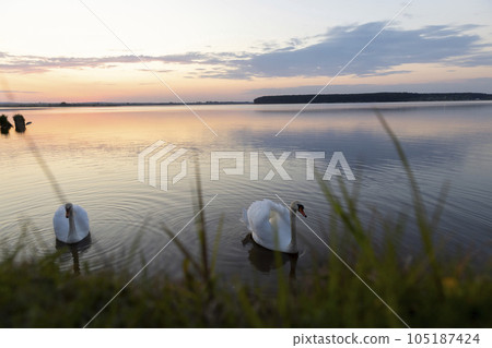 swans floating on the lake during sunset in spring swans floating on the lake during sunset in spring 105187424