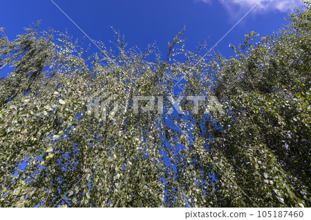 High birch tree in summer High birch tree in summer 105187460