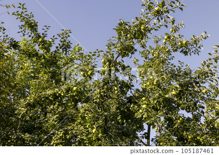 Apple harvest in the apple orchard Apple harvest in the apple orchard 105187461