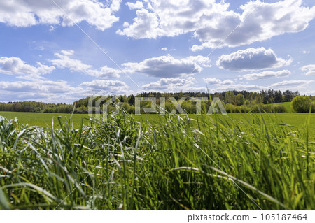 growing tall green grass on the side of the field 105187464