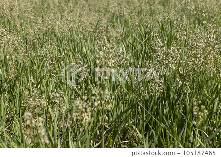 green tall grass in the spring season, green grass green tall grass in the spring season, green grass 105187465