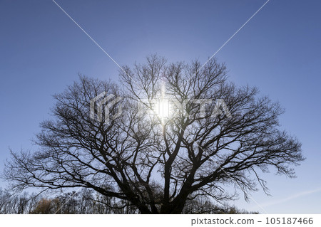 lonely growing oak without foliage in sunny weather 105187466