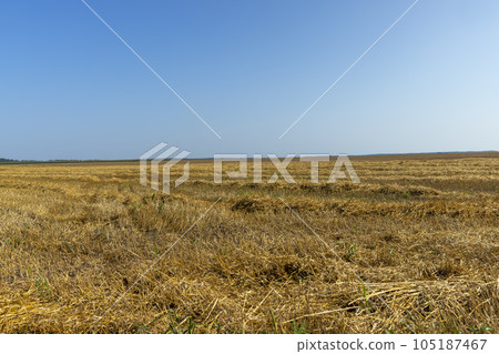 A field with cereals in the summer A field with cereals in the summer 105187467