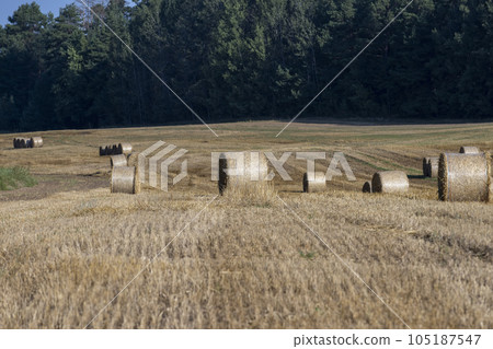 Straw stack after harvesting grain in the field Straw stack after harvesting grain in the field 105187547