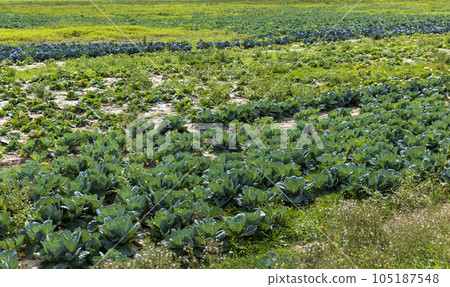 Agricultural field where cabbage is grown in cabbages Agricultural field where cabbage is grown in cabbages 105187548