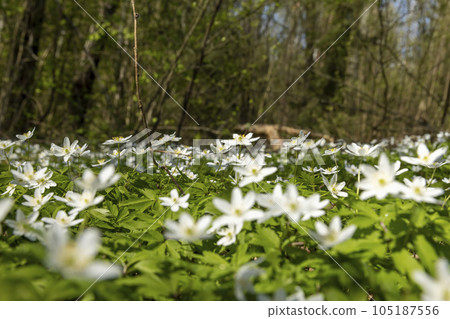 fading white small flowers anemone in the forest 105187556