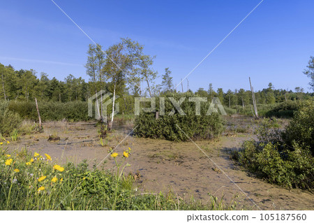 Swampy terrain with plants in summer Swampy terrain with plants in summer 105187560