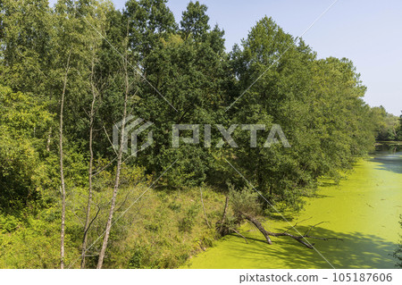 Swampy terrain with plants in summer Swampy terrain with plants in summer 105187606