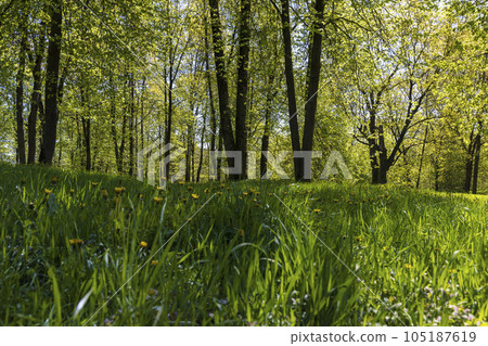deciduous trees with green foliage in the spring season 105187619