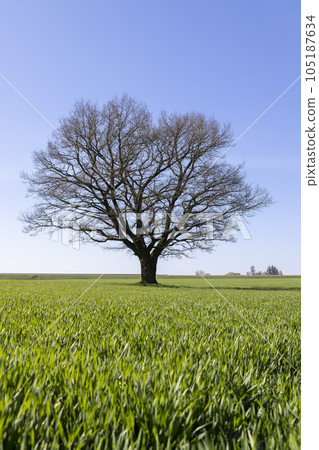 lonely growing oak without foliage in early spring 105187634