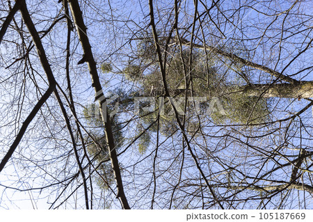 Trees covered with the mistletoe parasite in early spring 105187669