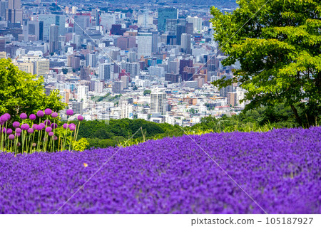 Hokkaido Sapporo City Horomi Rin Lavender 105187927