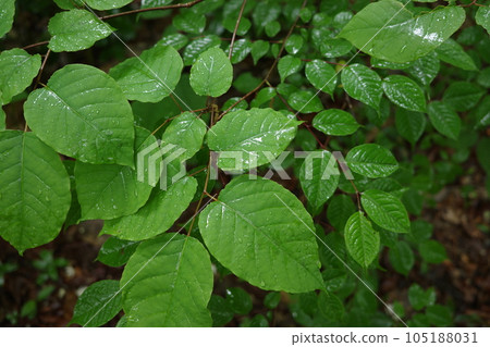 里山風景 雨季植物被雨水滋潤的白木葉 105188031