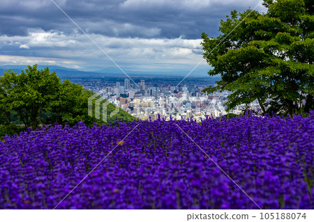 Hokkaido Sapporo City Horomi Rin Lavender Hokkaido Sapporo City Horomi Rin Lavender 105188074