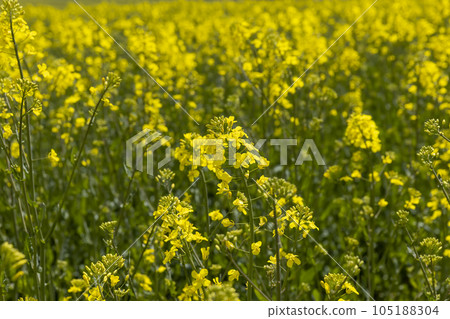 agricultural field with reps in sunny spring weather 105188304