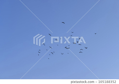 birds flying in the background of the blue sky birds flying in the background of the blue sky 105188352
