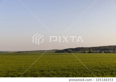 young green wheat in the field in the spring season young green wheat in the field in the spring season 105188353