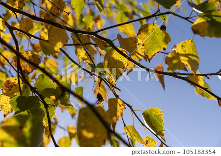 sunny autumn weather in the birch forest sunny autumn weather in the birch forest 105188354