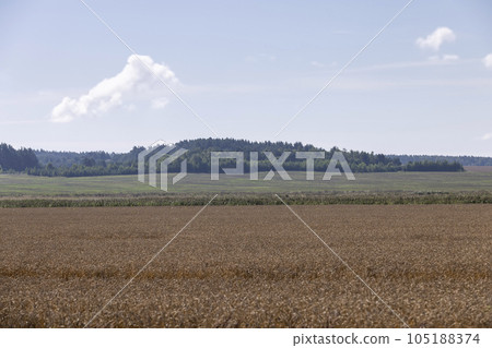 an agricultural field where ripe wheat grows 105188374