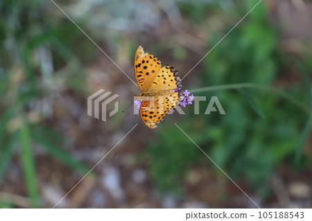 Male of the black fritillary butterfly sucking nectar from purple verbena bonaliensis flowers blooming in an early summer garden 105188543