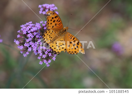 Male of the black fritillary butterfly sucking nectar from purple verbena bonaliensis flowers blooming in an early summer garden Male of the black fritillary butterfly sucking nectar from purple verbena bonaliensis flowers blooming in an early summer garden 105188545