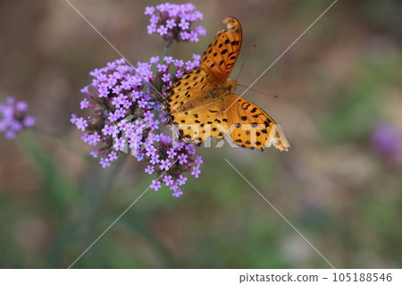 Male of the black fritillary butterfly sucking nectar from purple verbena bonaliensis flowers blooming in an early summer garden 105188546