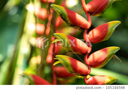 熱帶植物 Heliconia Heliconia Strata 花 105188566